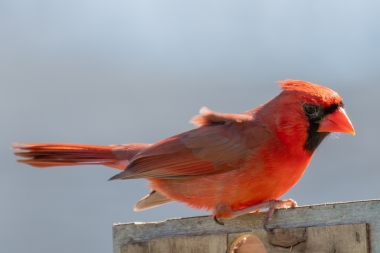 Image of a beautiful red bird.