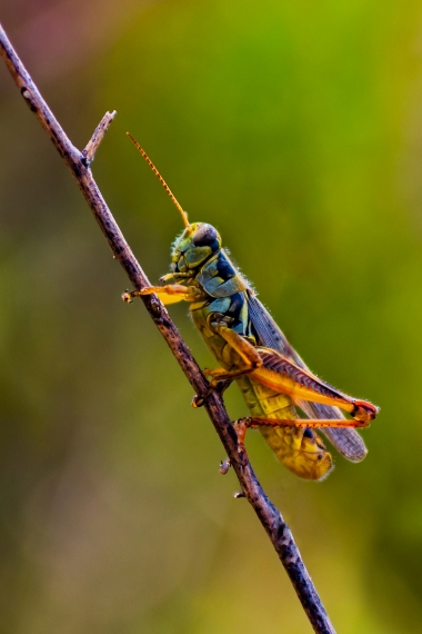 Image of a grasshopper in nature.